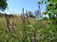 Першотравенськ з panoramio.com