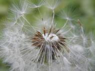 Новооріхівка з panoramio.com