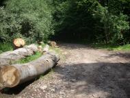 Ярок з panoramio.com