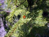 Дмитренки з panoramio.com