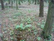 Майдан-Вербецький з panoramio.com