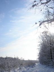 Цибулеве з panoramio.com