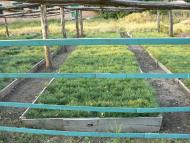 Куйбишеве з panoramio.com