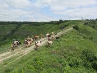 Китайгород з panoramio.com