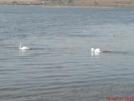 Полонне з panoramio.com