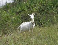 Стеблів з panoramio.com