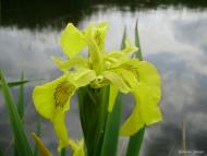 Хрипаличі - Останні фото