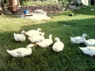 Микитяни - Останні фото