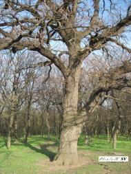 Черемшине з panoramio.com