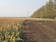 Лідіївка з panoramio.com