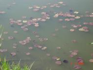 Городище з panoramio.com