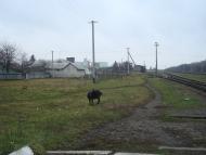 Пашківці з panoramio.com