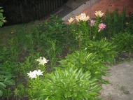 Пінчуки з panoramio.com