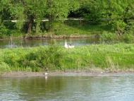 Олексинці з panoramio.com