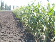 Лідіївка з panoramio.com