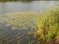 Андріївка з panoramio.com