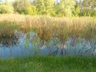 Кононча з panoramio.com