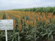 Лідіївка - Останні фото