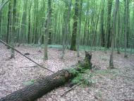 Майдан-Вербецький з panoramio.com