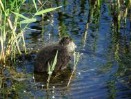 Олександрівка - Останні фото