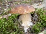 Сорокошичі з panoramio.com