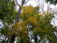 Вакалівщина з panoramio.com