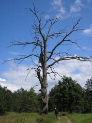 Рудня-Перганська з panoramio.com