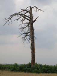Угнів з panoramio.com