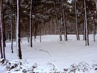 Шишаки з panoramio.com