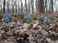 Мазурівка з panoramio.com