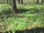 Рафалівка з panoramio.com