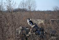 Батфа - Останні фото