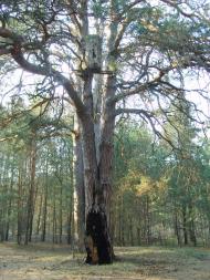 Рудня-Перганська з panoramio.com