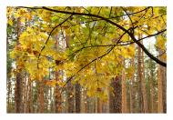 Зазим'я з panoramio.com