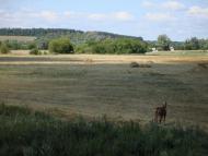 Соснівка з panoramio.com