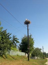 Тараща з panoramio.com