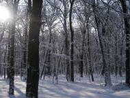 Цибулеве з panoramio.com