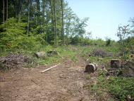 Ярок з panoramio.com