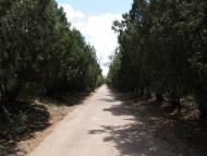 Новоолександрівка - Останні фото