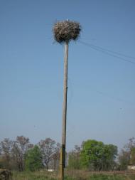 Єньки з panoramio.com