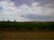 Шевченкове з panoramio.com