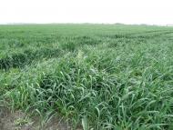 Новий Буг з panoramio.com