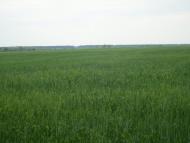 Цвіліхівка з panoramio.com