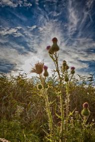 Першотравневе з panoramio.com