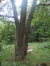 Лісна Поляна з panoramio.com