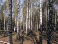 Дмитрівка з panoramio.com