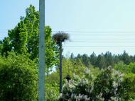 Дубове з panoramio.com