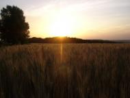 Лісна Поляна з panoramio.com