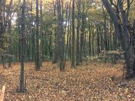 Оникієве з panoramio.com