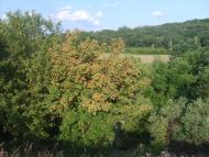 Лісна Поляна з panoramio.com